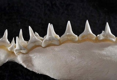 Bignose Shark photo 4