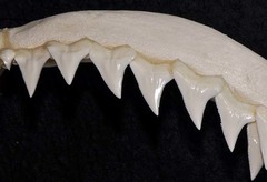Bignose Shark photo 3