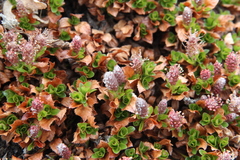 Salix tschuktschorum