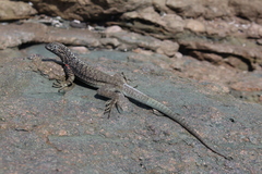 Microlophus atacamensis