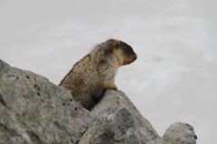 Marmota camtschatica
