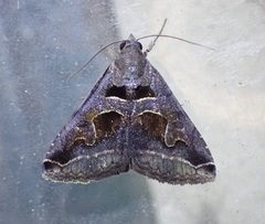 Panula inconstans