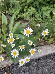 Tripleurospermum inodorum