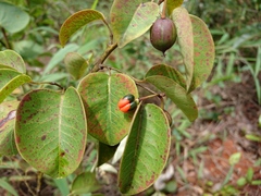 Maprounea brasiliensis