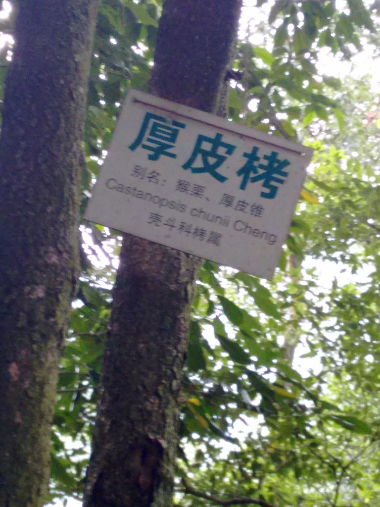 Castanopsis chunii