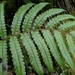 Woodwardia japonica - Photo (c) Rafael Medina,  זכויות יוצרים חלקיות (CC BY)