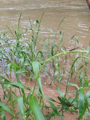 Hymenachne amplexicaulis