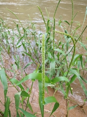 Hymenachne amplexicaulis