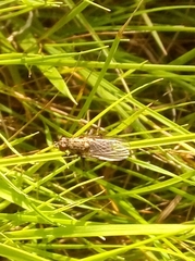Diptera
