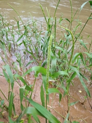 Hymenachne amplexicaulis