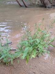 Hymenachne amplexicaulis