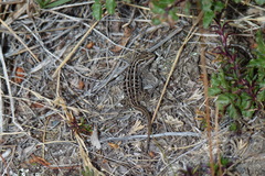 Liolaemus magellanicus