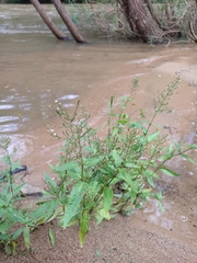 Hymenachne amplexicaulis