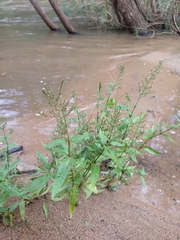 Hymenachne amplexicaulis