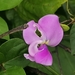 Wild Cow Pea - Photo (c) swanand kesari, some rights reserved (CC BY-NC), uploaded by swanand kesari