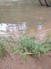 Hymenachne amplexicaulis