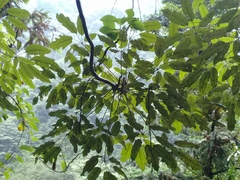 Schefflera