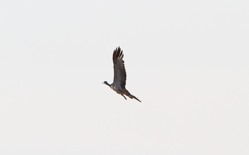 Arabian Bustard (Ardeotis arabs), photo 7