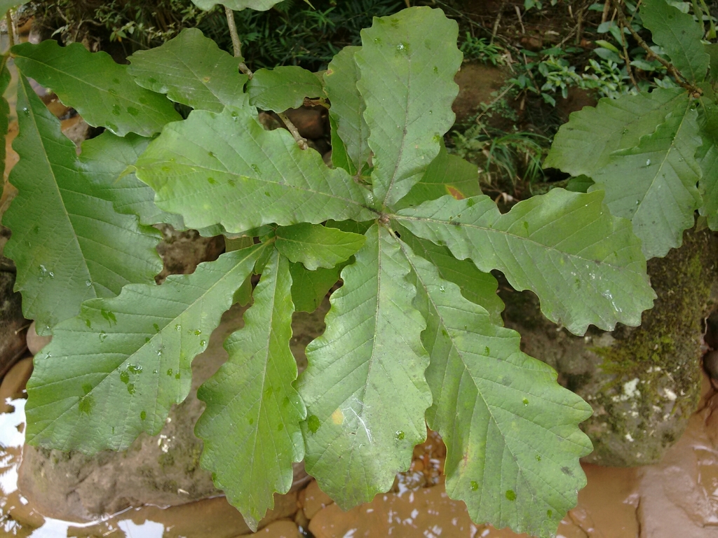 Faber's Oak