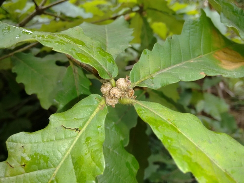 Image of Quercus fabri by (c) Rafael Medina, some rights reserved (CC BY)