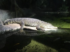 Crocodylus rhombifer