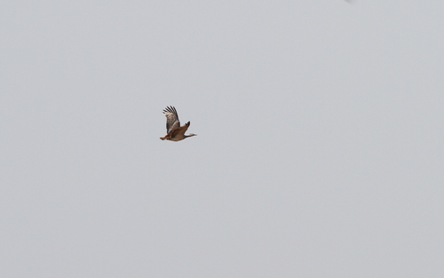 Arabian Bustard (Ardeotis arabs), photo 3