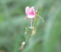 Oenothera hispida