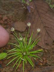 Eriocaulon minutum