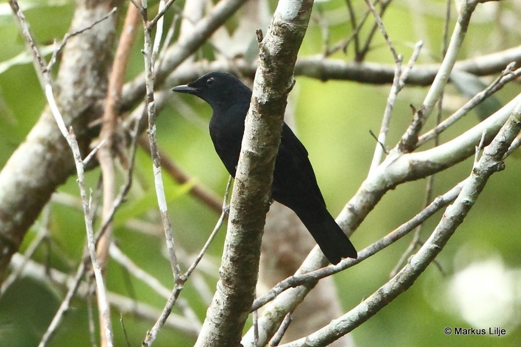 Black Cicadabird photo