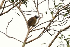 Pycnopygius stictocephalus