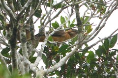 Pseudorectes ferrugineus