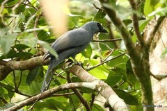 Coracina caeruleogrisea