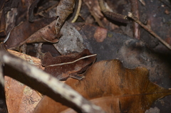 Rhinella castaneotica