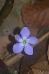 Voyria caerulea