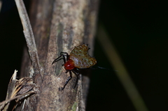 Micrathena clypeata