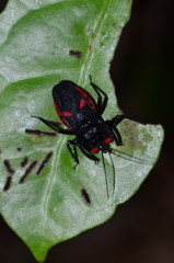 Micrauchenus lineola