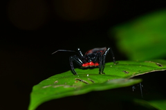 Micrauchenus lineola