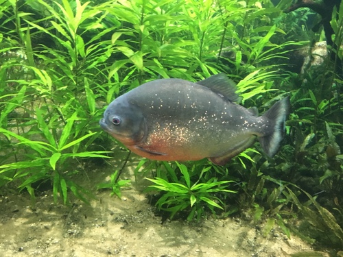 Serrasalmidae