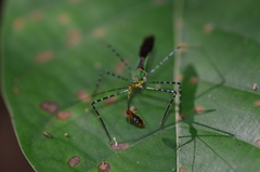 Zelus annulosus