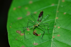 Zelus annulosus