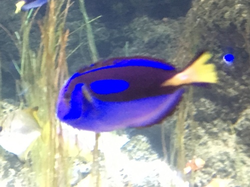 Paracanthurus hepatus