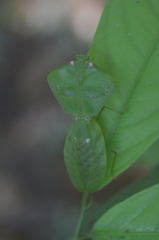 Choeradodis strumaria