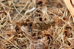 Trimerotropis occidentiloides