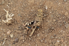 Trimerotropis occidentiloides