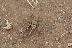 Trimerotropis occidentiloides