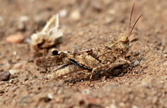 Trimerotropis occidentiloides
