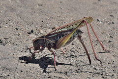 Gampsocleis sedakovii