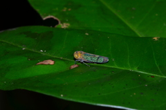 Amblyscarta invenusta