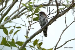 Chrysococcyx minutillus