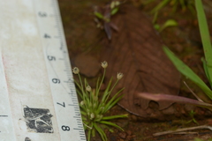 Eriocaulon minutum